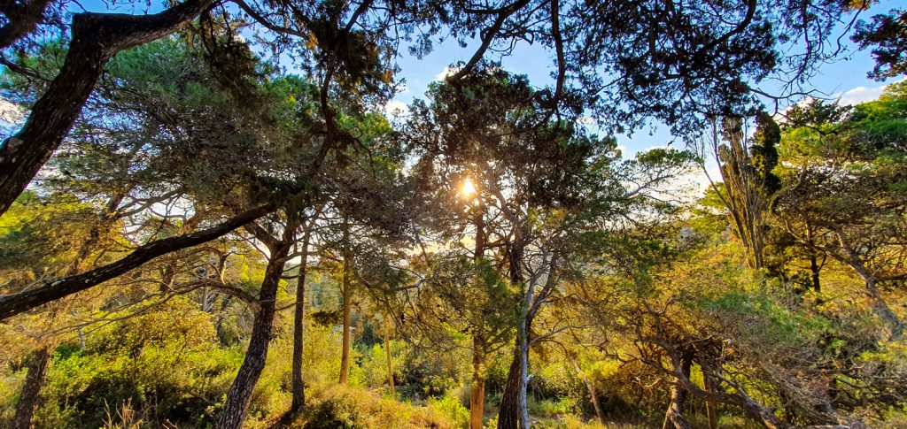Tree 4 U — Malta greenery